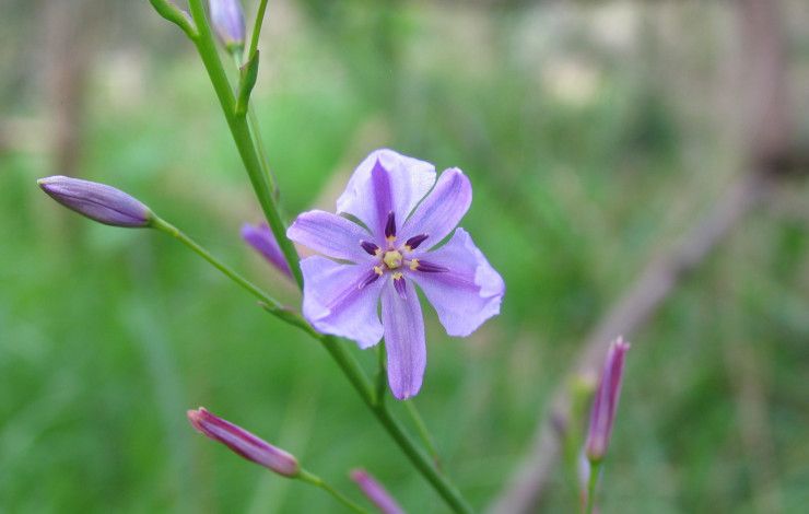 purple flower
