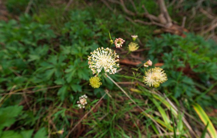 a small flower