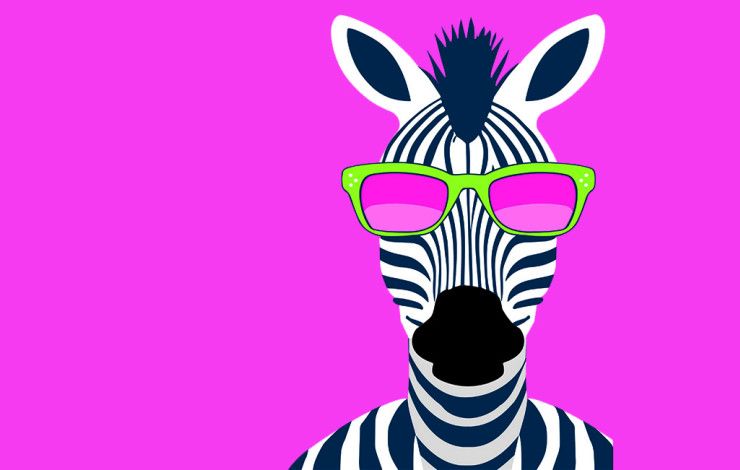 A zebra with pink background