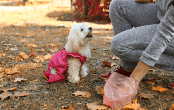 person picking up dog poo with a plastic bag