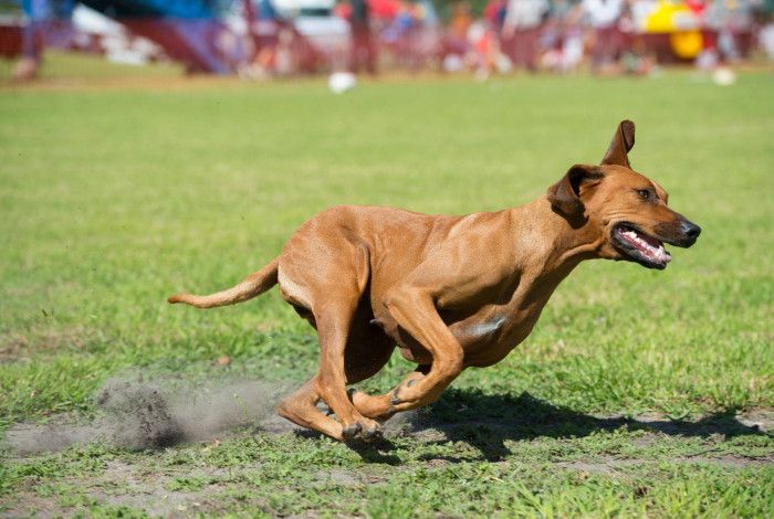 Dog running