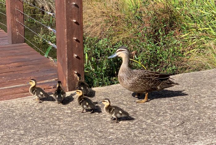 Ducks