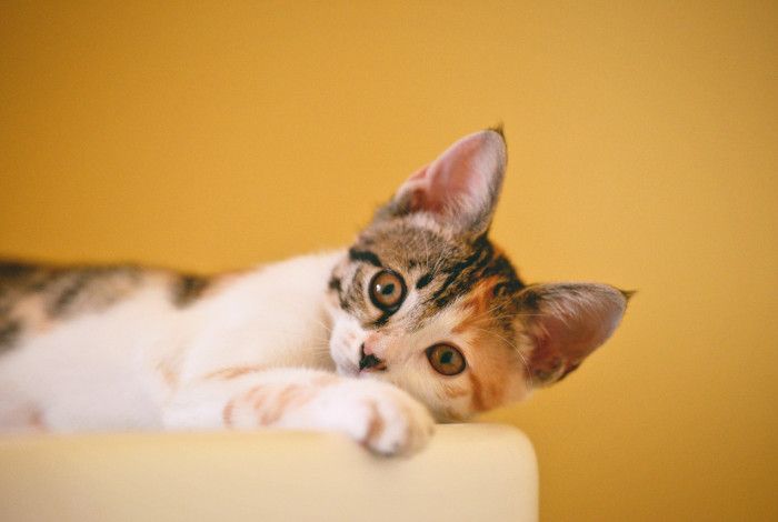 A kitten looking on a couch arm looking at the camera.