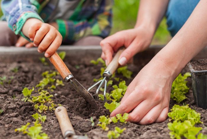 People planting seedlings in a vegetable garden.