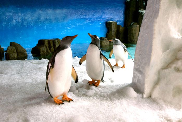 image of penguins