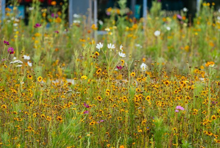 wildflowers