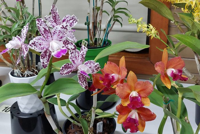 Orchids on display.