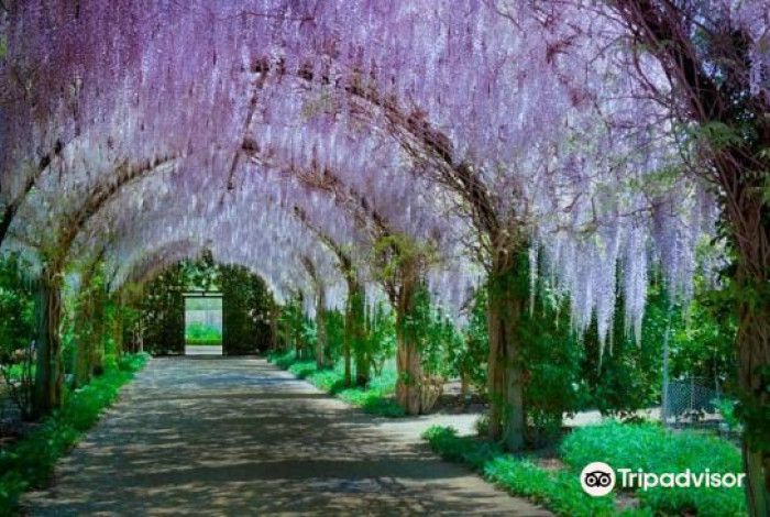 tunnel of wisteria 