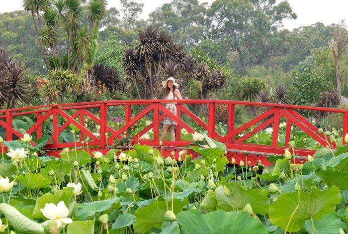 lady standing on a bridge over water lillies