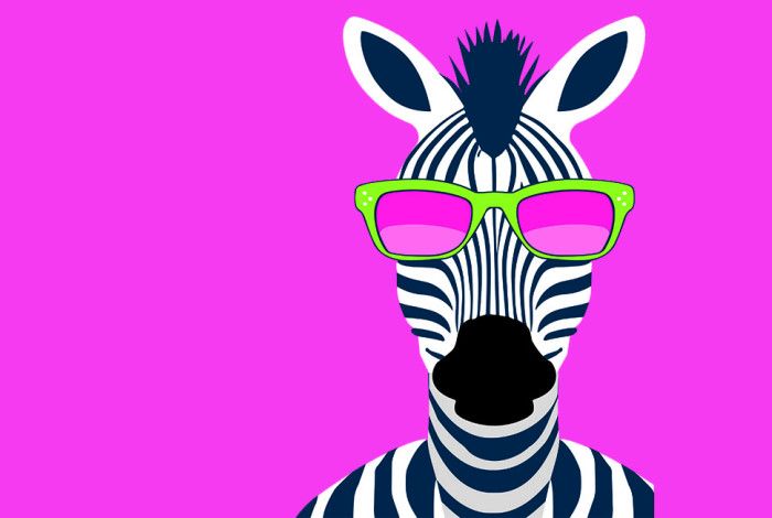 A zebra with pink background