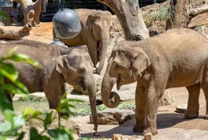 three baby elephants standing together