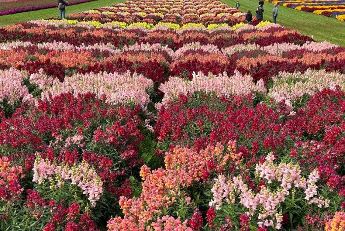 Field of flowers