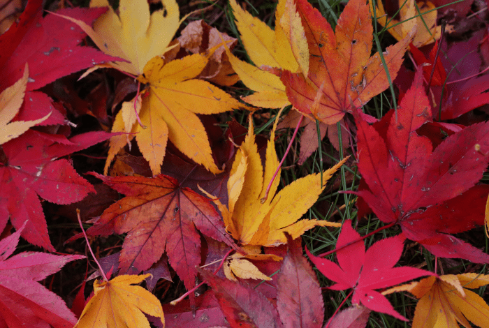 Autumn leaves in different colours