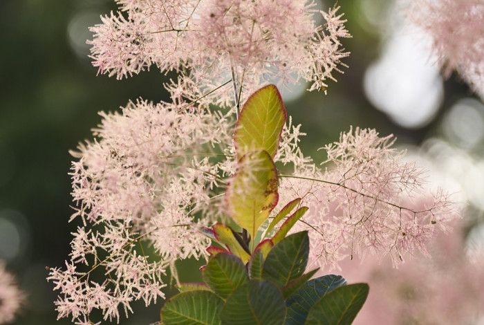 Flowers in Heritage Hill garden.
