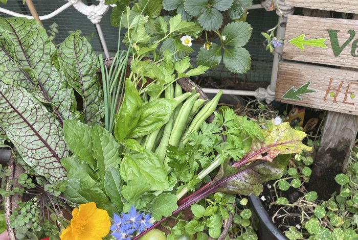 Vegetable garden