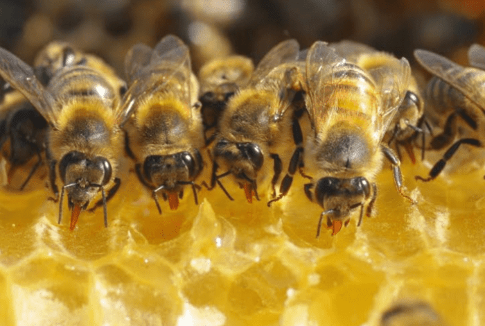 Bees on honey comb