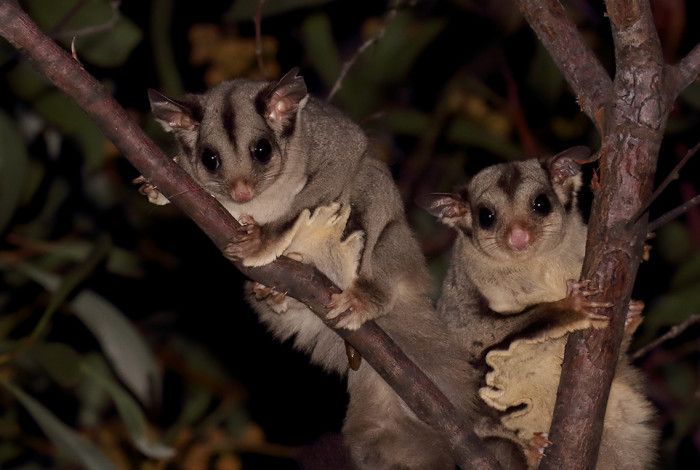 Sugar Gliders in a tree at night