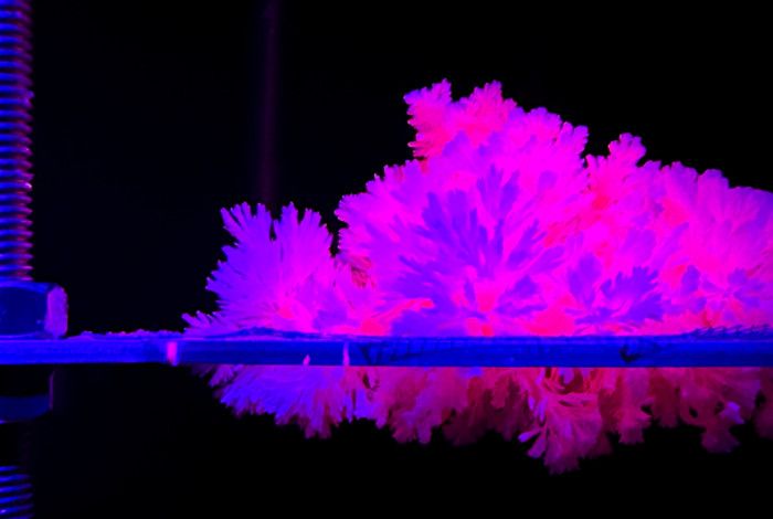 Pink Coral growing