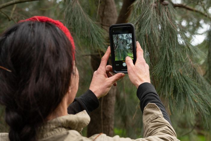 Person taking a photo of a plant