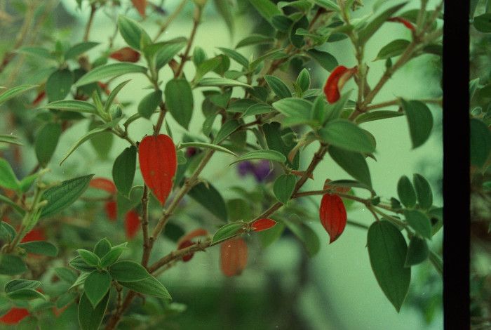 Branches on a tree with red and green leaves