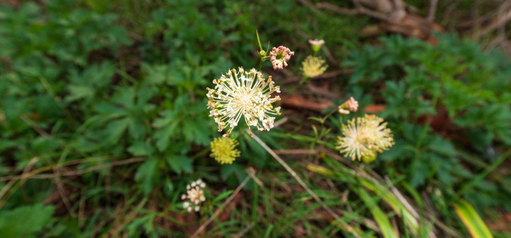 a small flower