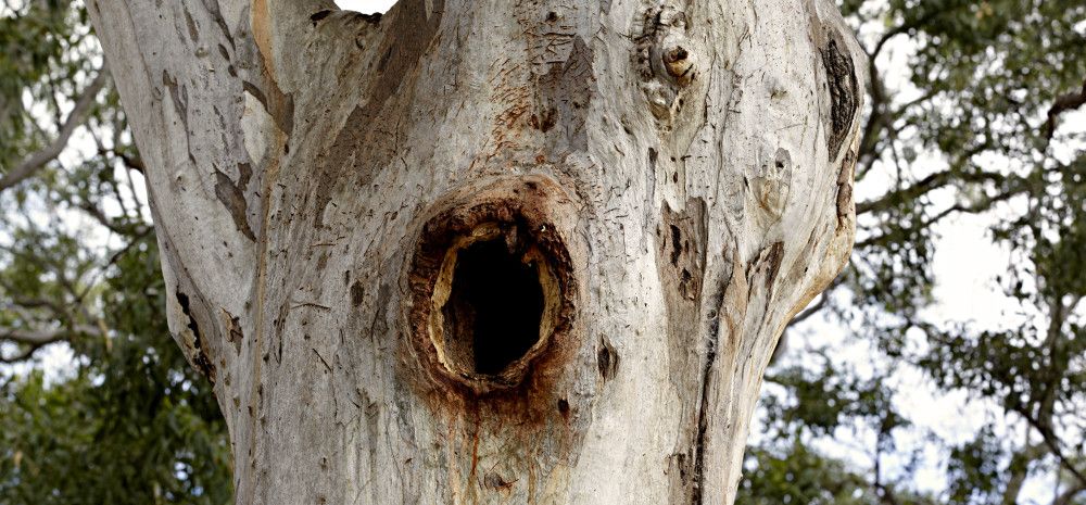 tree trunk