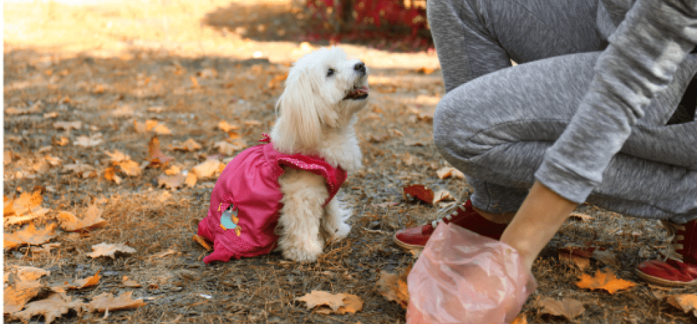 person picking up dog poo with a plastic bag