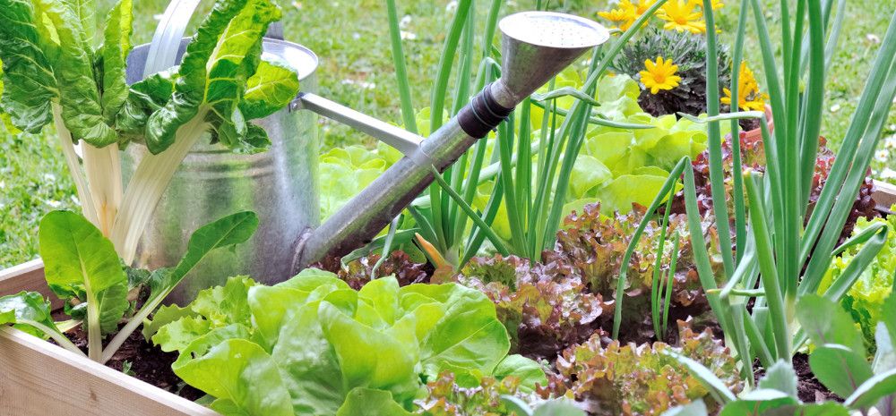 Vegetable garden with a watering can