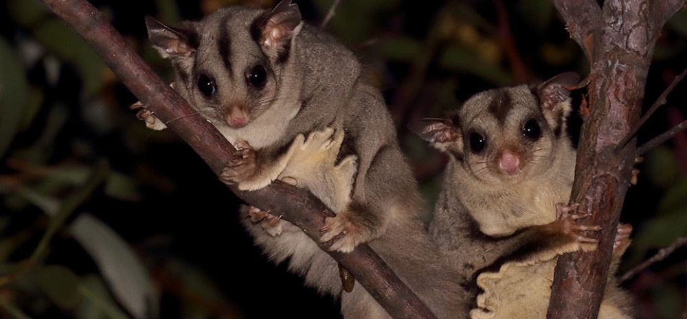 Sugar Gliders in a tree at night