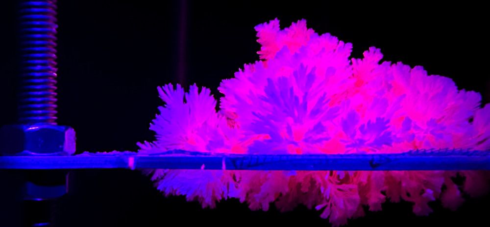 Pink Coral growing