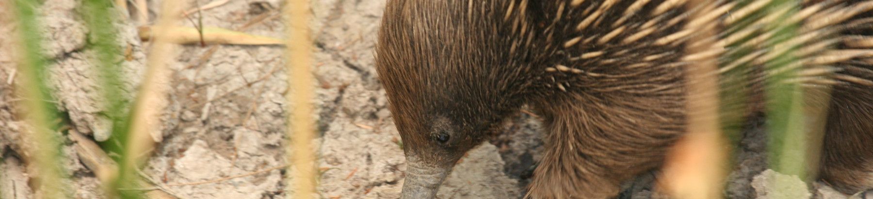 Echidna