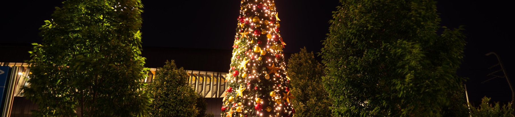 Christmas tree at night
