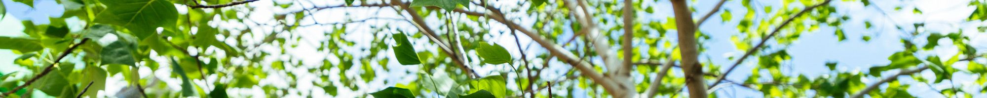 trees