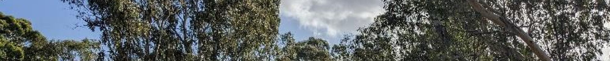 River Red Gums