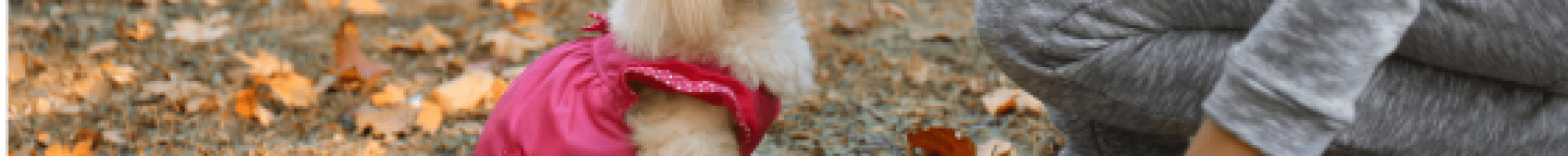 person picking up dog poo with a plastic bag