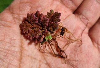 Azolla