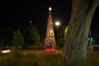 Night view of Christmas Tree at Noble Park