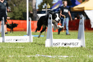 Dog jumping