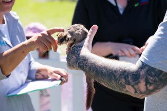 Sugar glider being petted