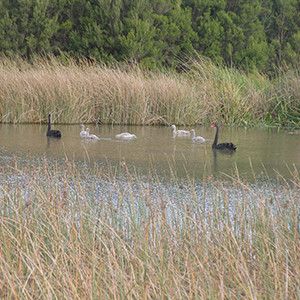 Ducks
