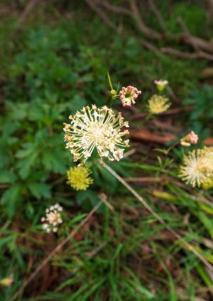 a small flower