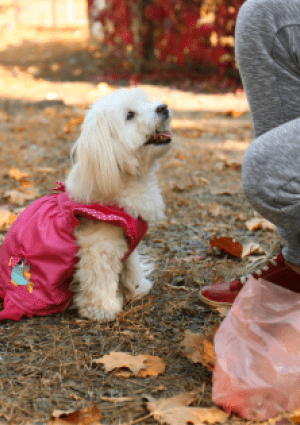 person picking up dog poo with a plastic bag